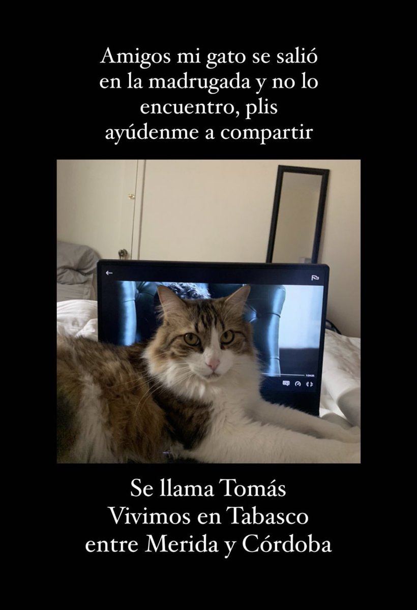 Si están por la Roma por favor estén al pendiente del gatito Tomas, cualquier info con Rebe +52 744 100 7590