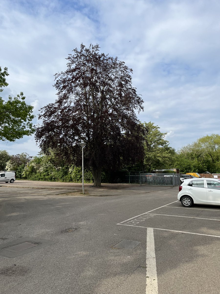 CLVCooper's tweet image. Lovely visit to @CottenhamVC this afternoon to see #teampd Very much enjoyed hearing the story of how the school was opened by the Queen Mother in November 1963. Even had a little tour to see the tree she planted. Definitely appealed to my historical roots 🌳