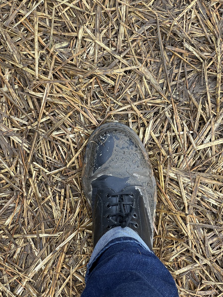 checcobolla's tweet photo. “Sticker smiles sweet
As Gunner breathes deep
His ankles caked in mud”
@springsteen
#SpringsteenWorldTour2023 https://t.co/KF0T5cHvkg
