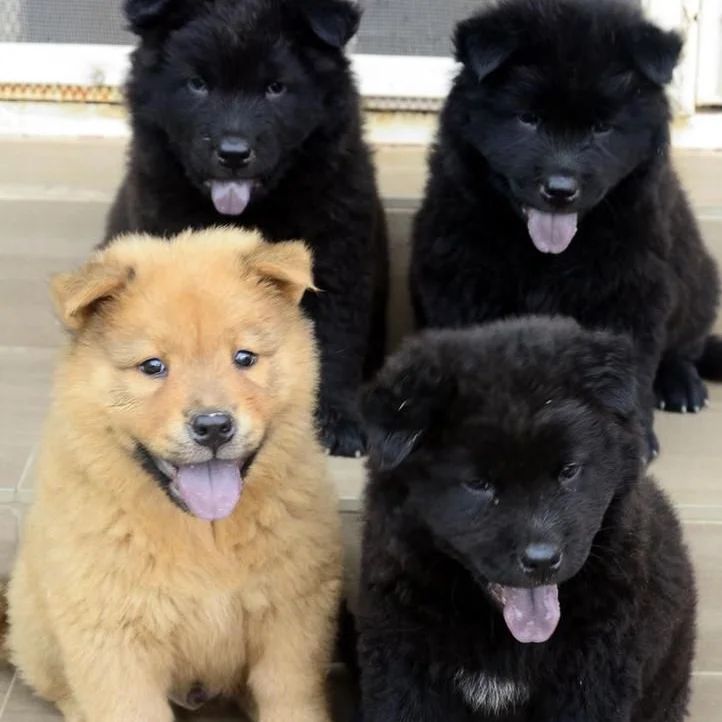 Floydkennie's tweet image. These cute Puppies are availablefor sale and waiting for your Adoption
Delivery: Nationwide and worldwide ✈️
Interested buyers dm
Please help me retweet my customers might be on your TL 🙏🏽

Check thread for more Breeds 👇🏼