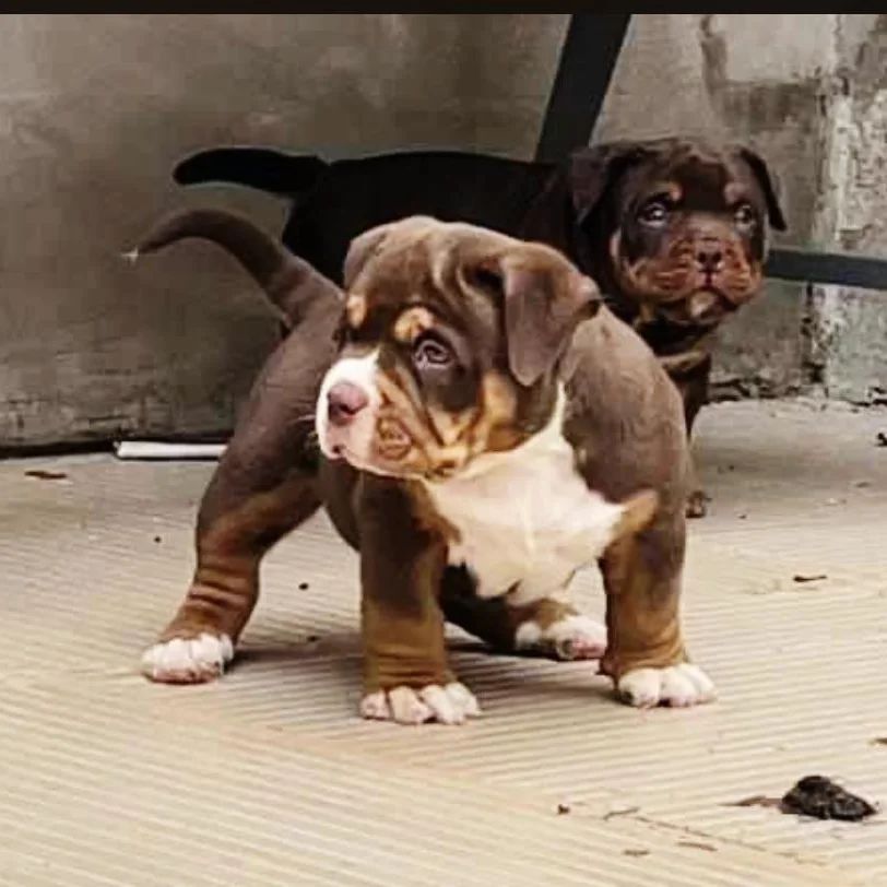 Floydkennie's tweet image. These cute Puppies are availablefor sale and waiting for your Adoption
Delivery: Nationwide and worldwide ✈️
Interested buyers dm
Please help me retweet my customers might be on your TL 🙏🏽

Check thread for more Breeds 👇🏼