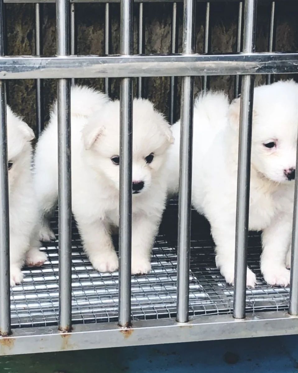 Floydkennie's tweet image. These cute Puppies are availablefor sale and waiting for your Adoption
Delivery: Nationwide and worldwide ✈️
Interested buyers dm
Please help me retweet my customers might be on your TL 🙏🏽

Check thread for more Breeds 👇🏼