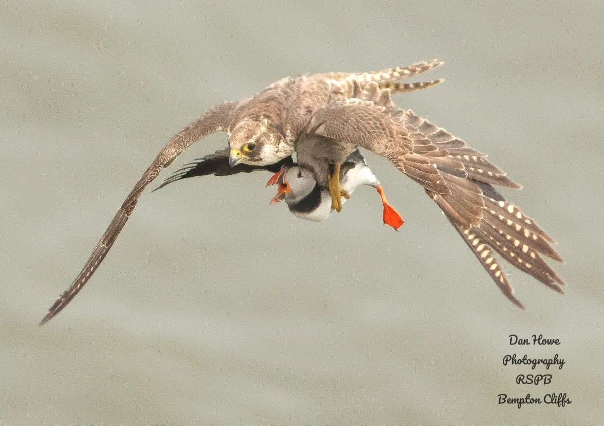 camoucarper's tweet image. An absolutely astonishing occurrence this afternoon @Bempton_Cliffs with the regular first summer female peregrine snatching a puffin from mid air!! @RSPBEngland @FlamboroughBird @RareBirdAlertUK @BirdGuides @looknorthbbc @CanonUKandIE @yorkshirepost @MailOnline @NatGeo