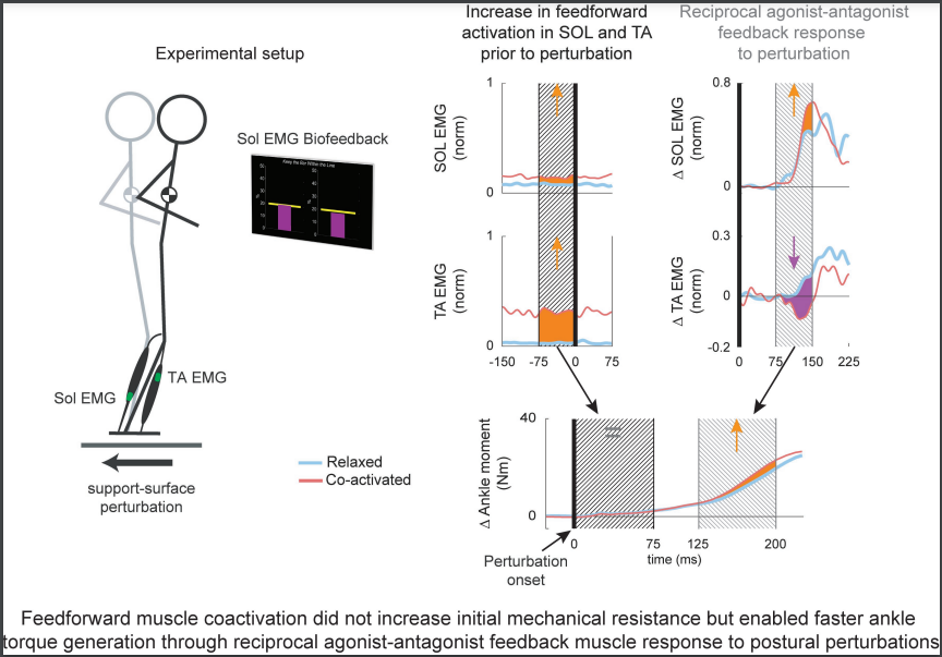 📖Voluntary muscle #coactivation in quiet standing elicits reciprocal rather than coactive agonist-antagonist control of reactive balance(@Giovanni_MRTN et al.)
ow.ly/lXoU50OqB5x
@Owen1Beck @NeuromechanicsL #ReciprocalActivation #EMG #PosturalPerturbations #FeedbackResponse