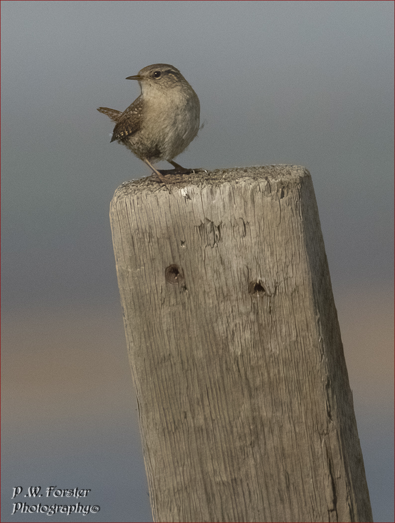paul230156's tweet photo. Wren on a post South Gare
@teesbirds1 @WhitbyNats @clevelandbirds @teeswildlife @DurhamBirdClub @TeesmouthNNR @RSPBSaltholme @YWT_North @YorksWildlife @NTBirdClub #localbird #7dmk11 #ukbirds #wren #BirdsSeenIn2023 #Teesside https://t.co/inRaDajql9
