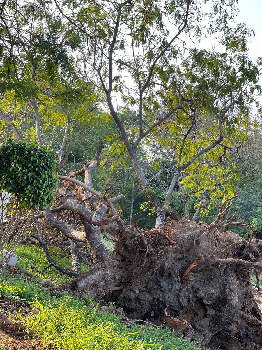 Request @vata_foundation to take note of tree inside #HITEX ground which got uprooted during recent rains and stands ignored.  Please help shifting the oxygen generator #Hyderabad #GreenIndia #savetheplanet
#SaveTree @Raviyadav_bjp