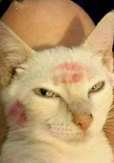 Neo_happyface's tweet photo. Que hermoso              Para esto me 
Minino, muua              recogiste loca
me lo como                  de mierd* https://t.co/jDWbRM6n8x