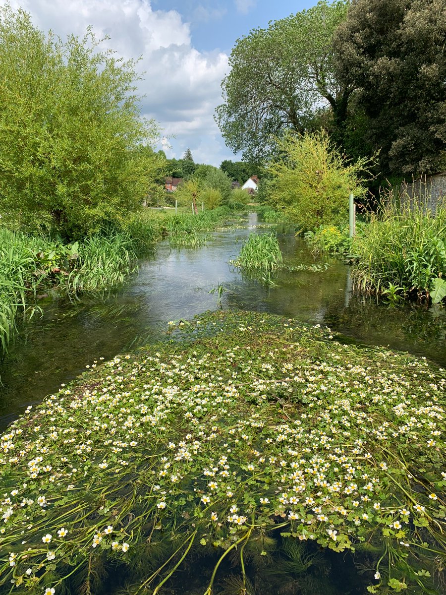 River Lavant #chalkstream #winterbourne looking radiant today, strong crystal-clear flows and splendid flora

#loveyourwinterbourne

#naturalhealthservice