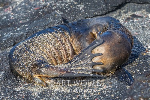 The Galápagos sea lion can be very shy and coy at times...
#MondayMemories #ExploreCreateInspire #Wildlifephotography #galapagos #CanonLegend #Photosoftheday