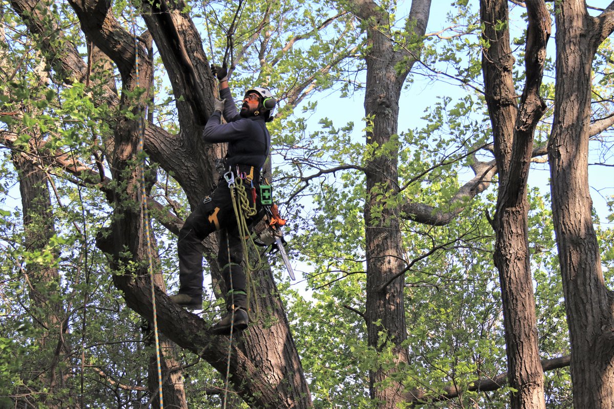 TreescapeCA tweet media