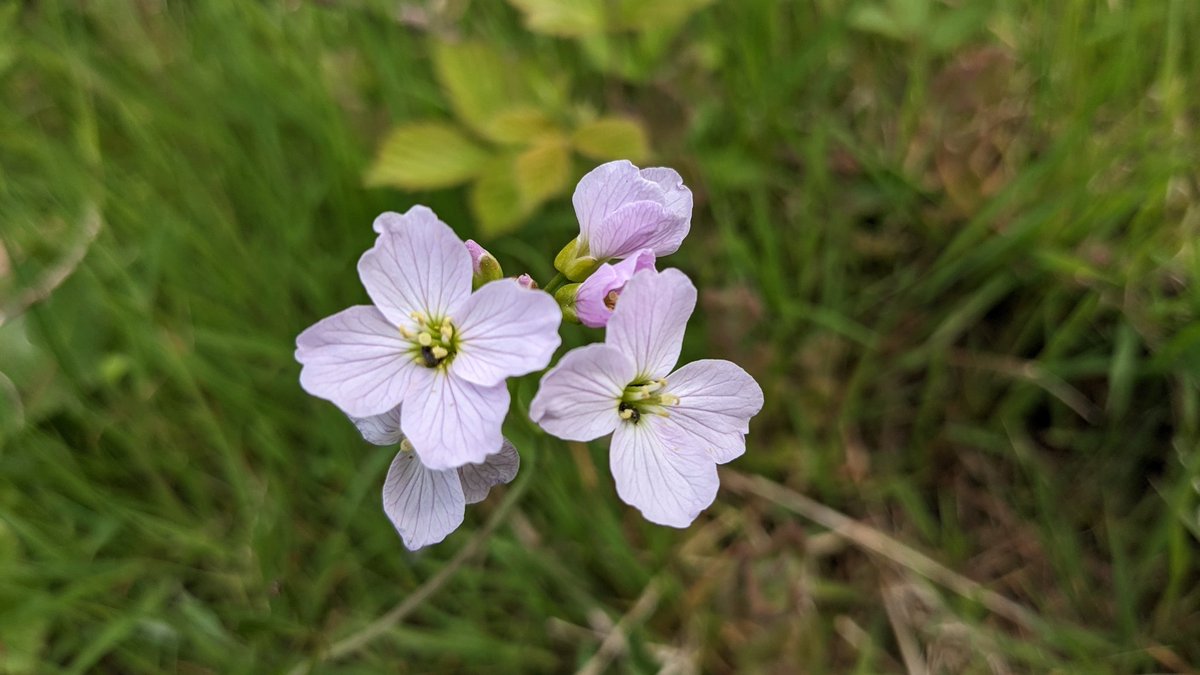 BezRackley's tweet photo. Big bountiful love for #May. Hawthorn blossom frothing all over the shop, cuckoo flower and meadows of cowslips ready to burst. Walking with the @WoodlandTrust wellbeing team at Londonthorpe woods today. A proper Spring mood boost 💚 https://t.co/0Vs30STrhq