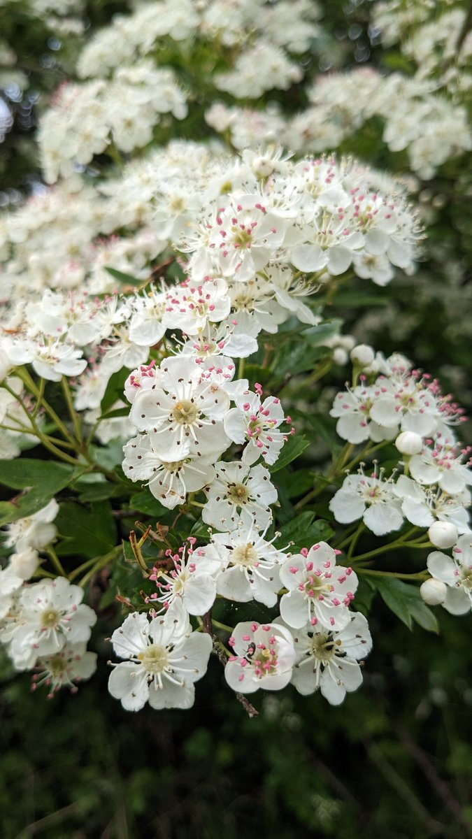 Big bountiful love for #May. Hawthorn blossom frothing all over the shop, cuckoo flower and meadows of cowslips ready to burst. Walking with the <a href="/WoodlandTrust/">WoodlandTrust</a> wellbeing team at Londonthorpe woods today. A proper Spring mood boost 💚