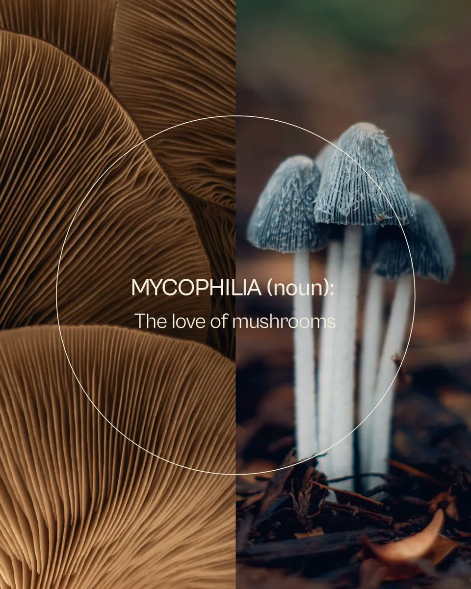 We're guilty.🍄 🤷🏻‍♂️