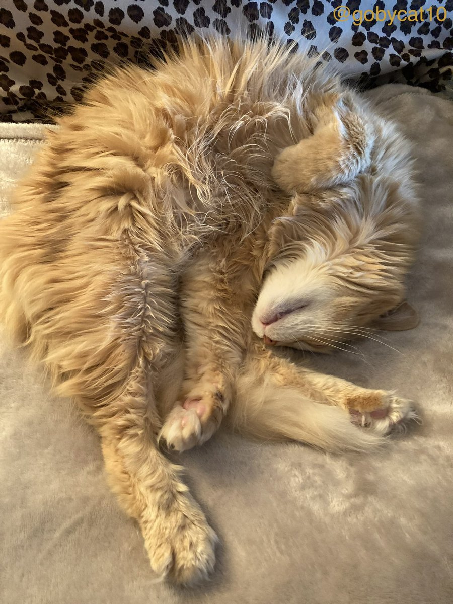Napping while being floofy #FluffyFursday #CatsOfTwitter #ItsACatsLife #Cats