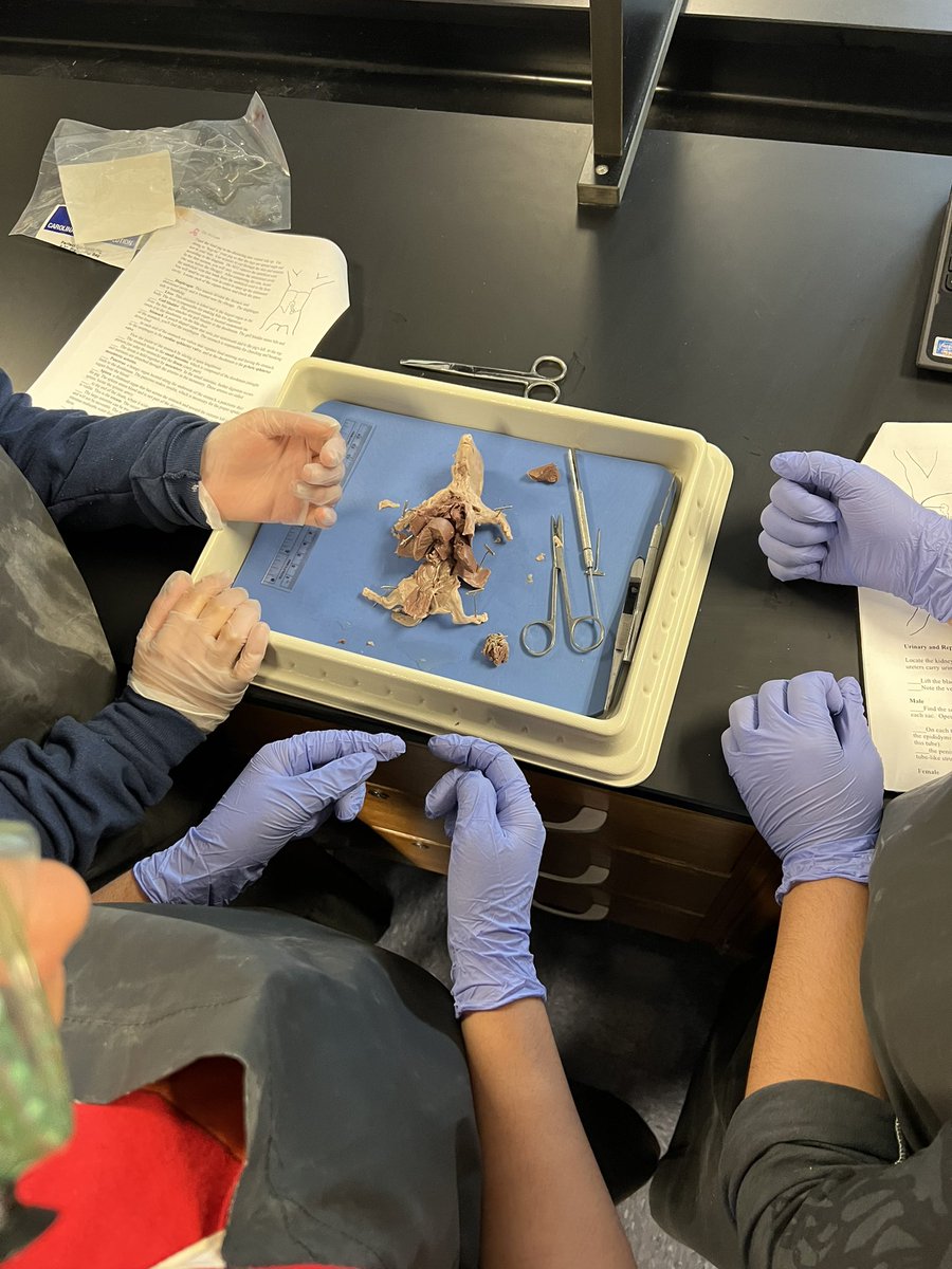 Dissection day in AP Bio @JohnChampeHS impressed by the students’ attention to detail in examining both external and internal anatomy as well as their care for the fetal pig through the process