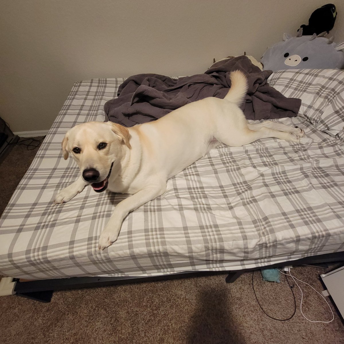 EdasHumanCurios's tweet photo. @bcreel95 Ugh! They grow so fast! Look at Dodger being the size of my bed! https://t.co/kkUFGS9LG0