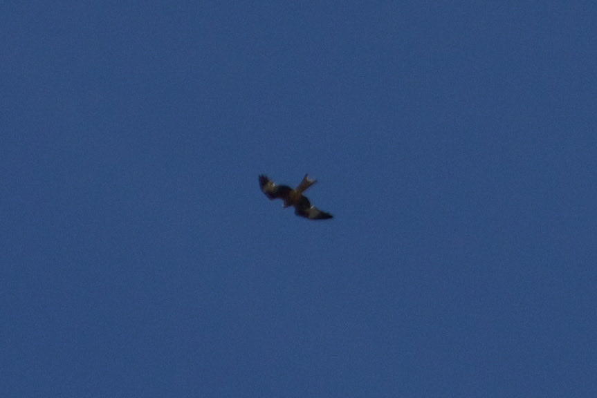 Michael Knudsen tweet media