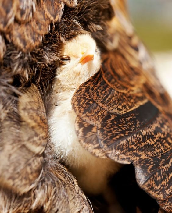 Birds Taking Care Of Their Babies #chicken #funny #chickenlife #chickens #chickenlovers #freerangechicken #backyardchickens #fyp #animals #animallovers