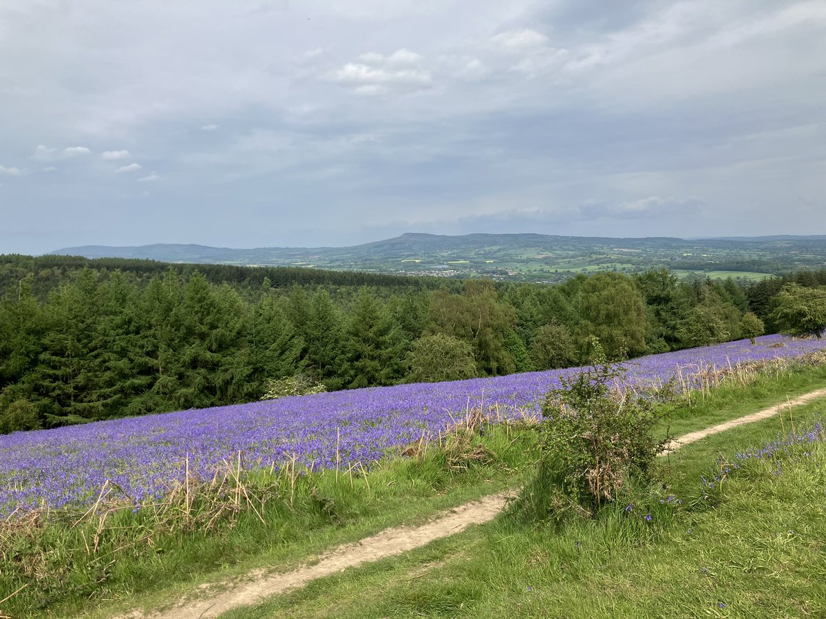 RoseJenyonPhoto's tweet photo. Was out in the stunning π€©π #bluebells #landscape of #mortimerforest today.
This is just a quick snap I took on phone. Proper photos from mainly my #SonyA7R #camera will be uploaded. #photography https://t.co/LkMuTmpmiZ
