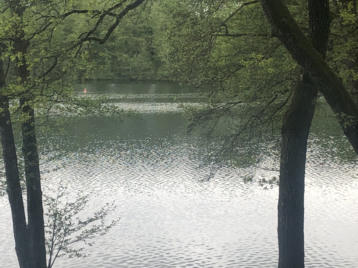 Anna_Muenchen's tweet photo. Der Steinsee östlich von München ist immer einen Besuch wert, zumal man dort gut essen kann. Sonne gab es heute leider nicht, dafür war es angenehm ruhig. #Steinsee #München #Ausflug https://t.co/EpCaROSzZd