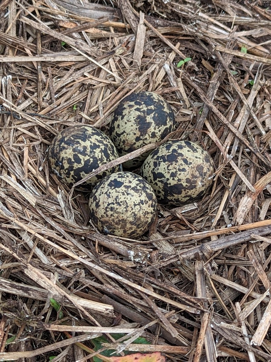 Finally found Lapwing nest on the weald,suspect there are at least 3 others,but quite difficult to find,the next photo shows the same nest,it took me a while to find it and I took the photo!@BTO_Shropshire