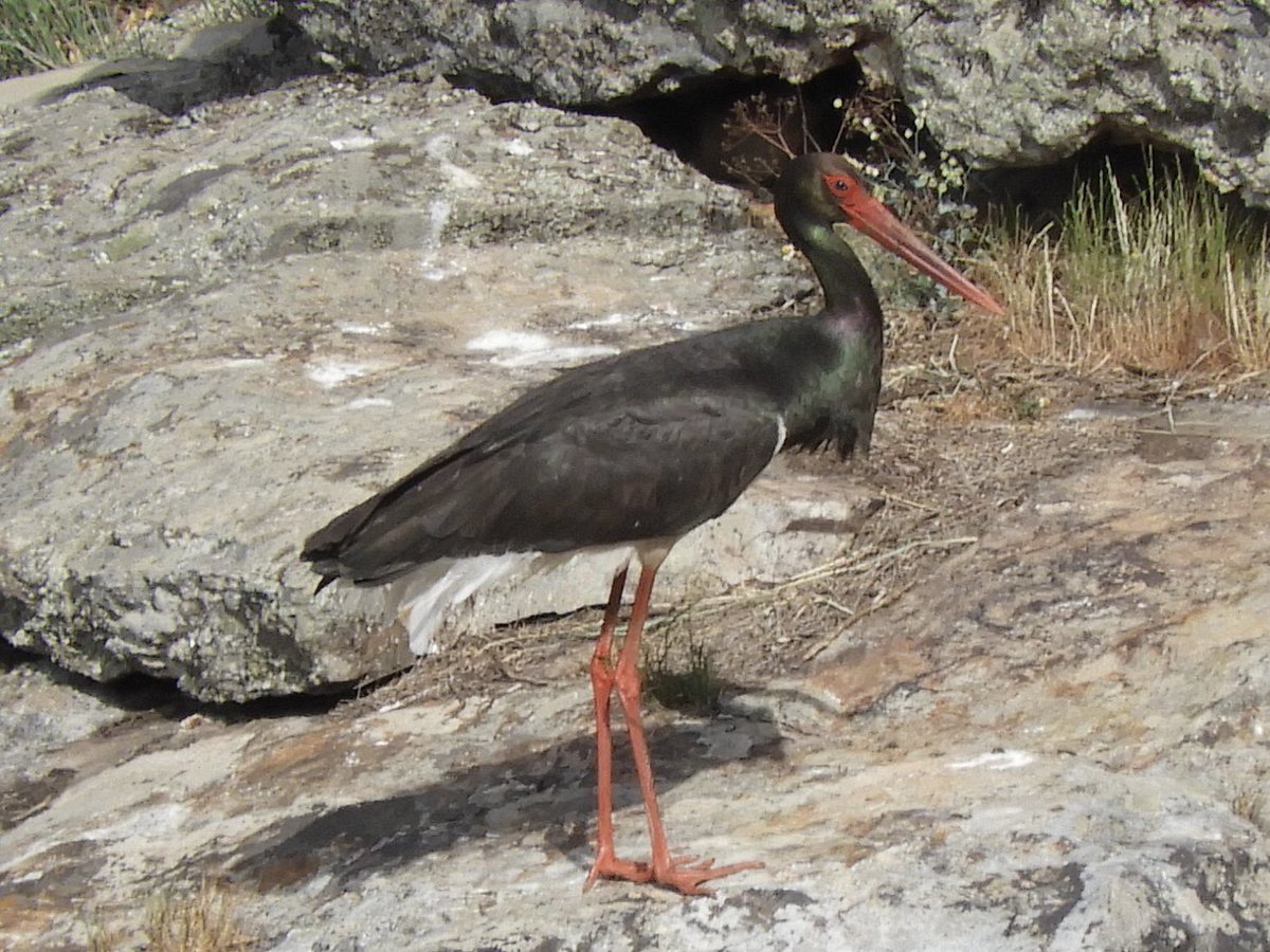 JamesJeherbert's tweet photo. Griffon Vulture, Black Vulture, Black Stork and Blue Rock Thrush at Salto del Gitano &amp; the Penafalcon. Also saw a nice male Cirl Bunting #Extremadura #birds https://t.co/80JvLZeeWK