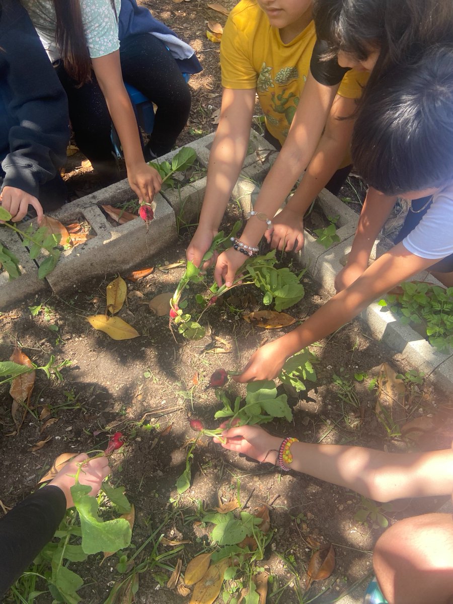 Growing up green with the <a href="/pleasanthillatx/">Pleasant Hill Elementary</a> afterschool gardening class  #schoolgarden