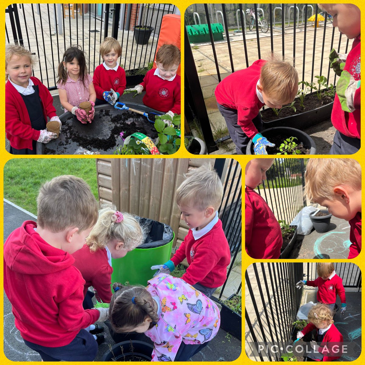 StDavidsCIW's tweet photo. Nursery have been busy in the garden planting their fruit and vegetables this week 🍓 🥕 🍅 🎶 #Marymaryquitecontrary  @the_rhs @VOGCouncil @EcoSchoolsWales https://t.co/4XRq6WRVzu