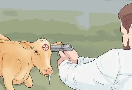 DANNYxSULLIVAN's tweet image. Person who believes in reincarnation freeing their  friend who is trapped in the body of a cow