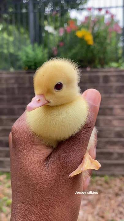 Tiny little friend.

#ducks #ducksunlimited #DucksOfInstagram #duckseason #duckscarves #ducksinarow #ducksquad #ducksofig #Ducksoftwitter #ducksoup #ducksflytogether #ducksfootball #duckshooting #duckswin #ducksarethebest #duckshirt #ducksauce #duckseason2023