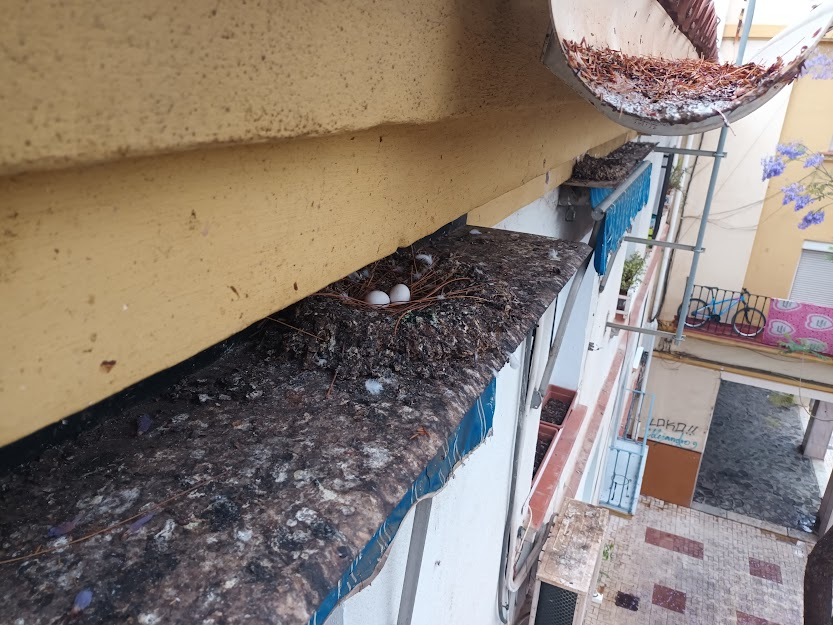 encierrobombmlg's tweet photo. La tan necesaria lluvia ☔️ trae consigo en ocasiones caída o riesgo de caída de algunos elementos como cornisas (foto izq.) o canalones (foto dcha.), dejando al descubierto hoy, para nuestra sorpresa, algunos nidos con sus huevos 🪺, a los cuales protegemos al trabajar. https://t.co/0JGhYNf3Qu