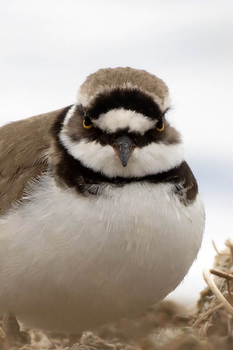 Sizin favoriniz hangisi?