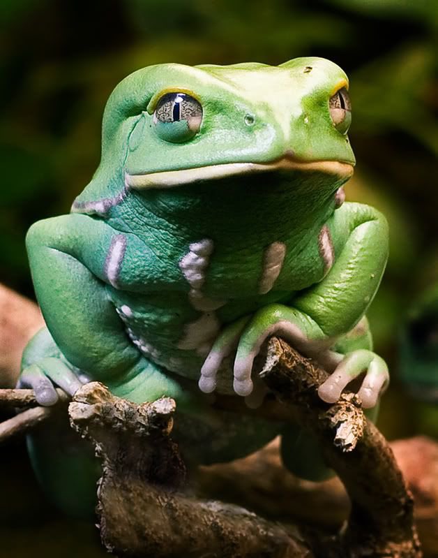 FibSeq01123's tweet photo. The captivating allure of waxy monkey tree frogs lies in their symbiotic relationship with nature's canvas, as their vibrant hues mimic the rainforest's kaleidoscope. Retweet if you love waxy monkey tree frogs. 🐸 #Frog #WaxyMonkey https://t.co/alMfPOZXgf