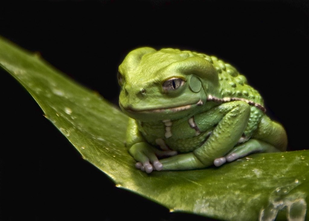 FibSeq01123's tweet photo. The captivating allure of waxy monkey tree frogs lies in their symbiotic relationship with nature's canvas, as their vibrant hues mimic the rainforest's kaleidoscope. Retweet if you love waxy monkey tree frogs. 🐸 #Frog #WaxyMonkey https://t.co/alMfPOZXgf