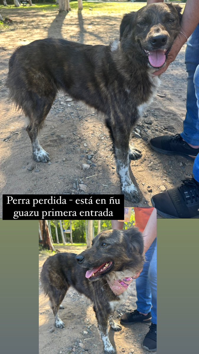 paoescobarb's tweet photo. Perra perdida en Ñu Guasu - Por favor compartir @jazgaleanopy @Telefuturo @oscar_marandu https://t.co/qynyS6hYIJ
