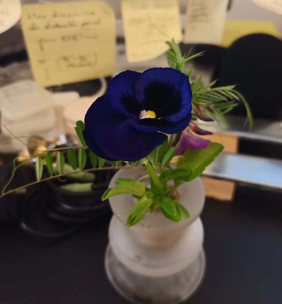 MichaelBarrick's tweet photo. Tiny bouquet du jour #tinybouquet https://t.co/njpxSVVbbo https://t.co/i9pujEbO9O