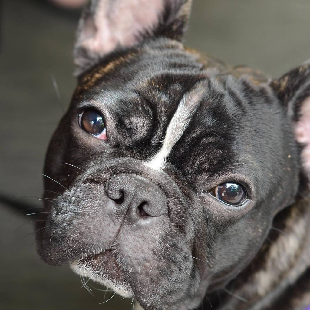 We had to say goodbye to Oscar yesterday. You will be missed 💕 We had a lot of good times, adventures and you were the best with your built in bestie, Rowan. instagr.am/p/CsZDuVwr8Ry/