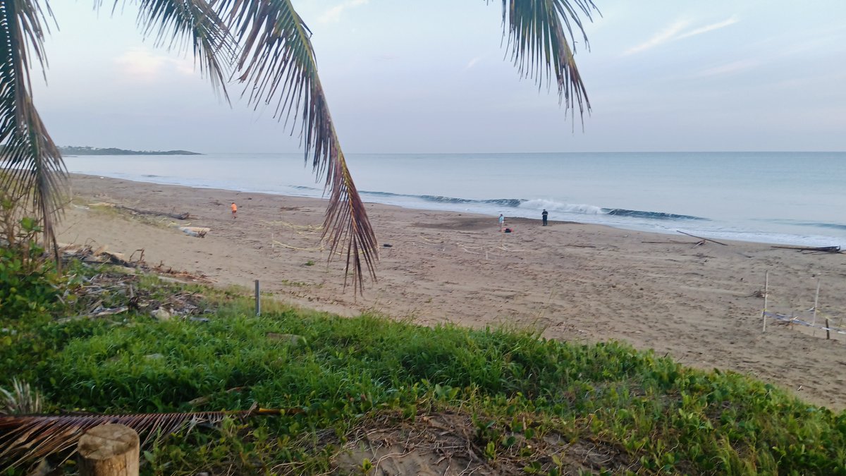 ToolBankUSA's tweet photo. Jaime and tools from the #ToolBank in #PuertoRico helped clean up debris this week. We worked with our friends at @missioncontinue and @CheloniaPR. Chelonia is a #nonprofit organization on the island dedicated to researching and conserving #seaturtle habitats. #toolsforchange https://t.co/0OQ0EmaXOJ