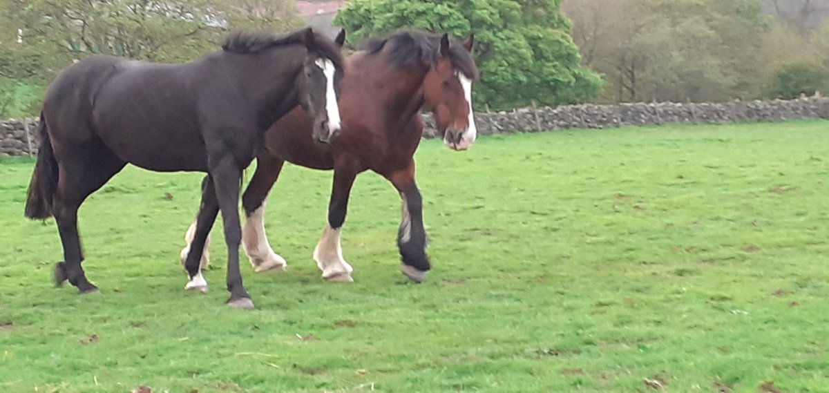 Lovely week with my girls, 2 nice rides, a new gateway that isn't all mud &a lot of chilling in the field.#horses#happyhorses