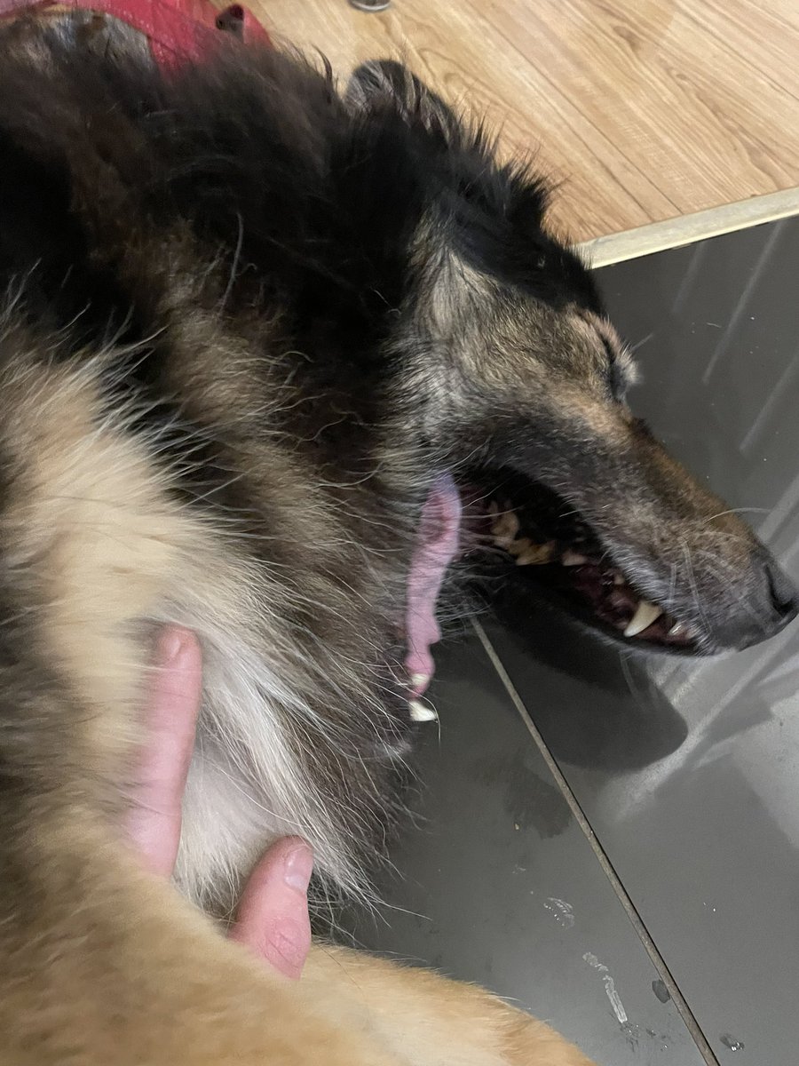 FlushInfo's tweet photo. @elonmusk Happy as cc getting a tummy rub🥳 https://t.co/W0INshVVix