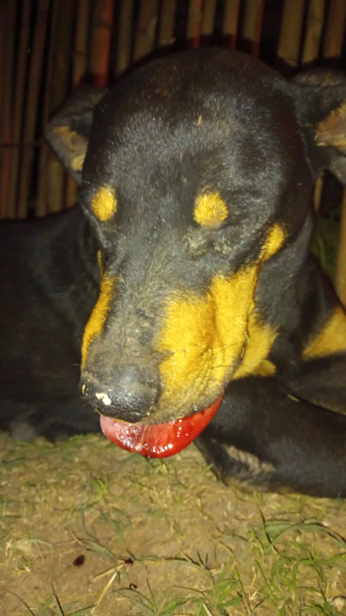 Le pico una vibra, pero gracias a Dios ya está bien ❤️‍🩹