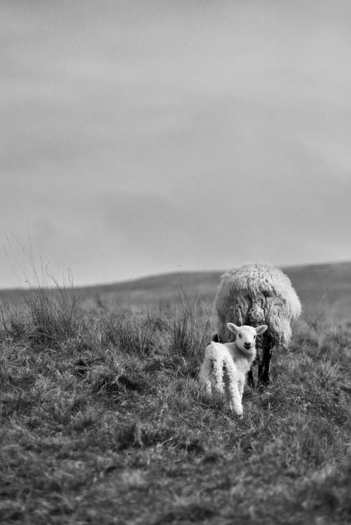 HGS Design Faculty tweet media