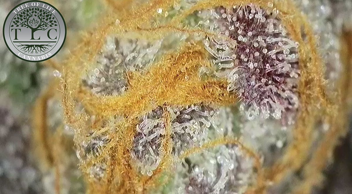 Zurple Punch Harvested✅ Up Close🔥

#canna #legalcannabis #livesoil #livesoilcannabis #organiccannabis #michigancannabis #michigancanna #MIcanna #michiganorganics #organics #cannabis #CannabisCommunity #cannabisculture #cannabisindustry