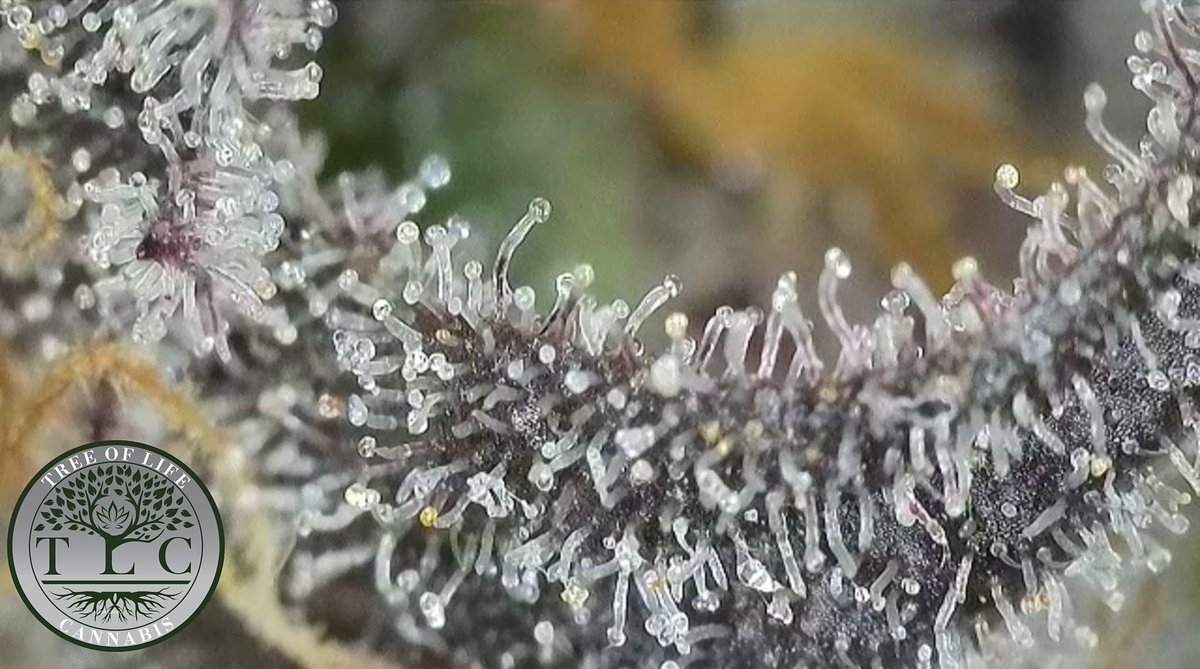 Zurple Punch Harvested✅ Up Close🔥

#canna #legalcannabis #livesoil #livesoilcannabis #organiccannabis #michigancannabis #michigancanna #MIcanna #michiganorganics #organics #cannabis #CannabisCommunity #cannabisculture #cannabisindustry