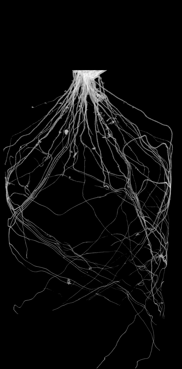 Purdue Plant Science tweet media