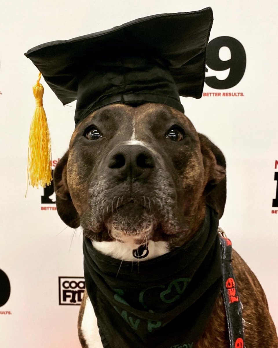 NashvilleK9's tweet image. Congratulations, Izzie! You graduated!! 

#pitmix #dogtraining #nashville #nashvilledogtraining  #obedience #nashvilledogtrainer #positivereinforcement #clickertraining #agility #behavior #bettertrainers #betterresults #NashvilleK9