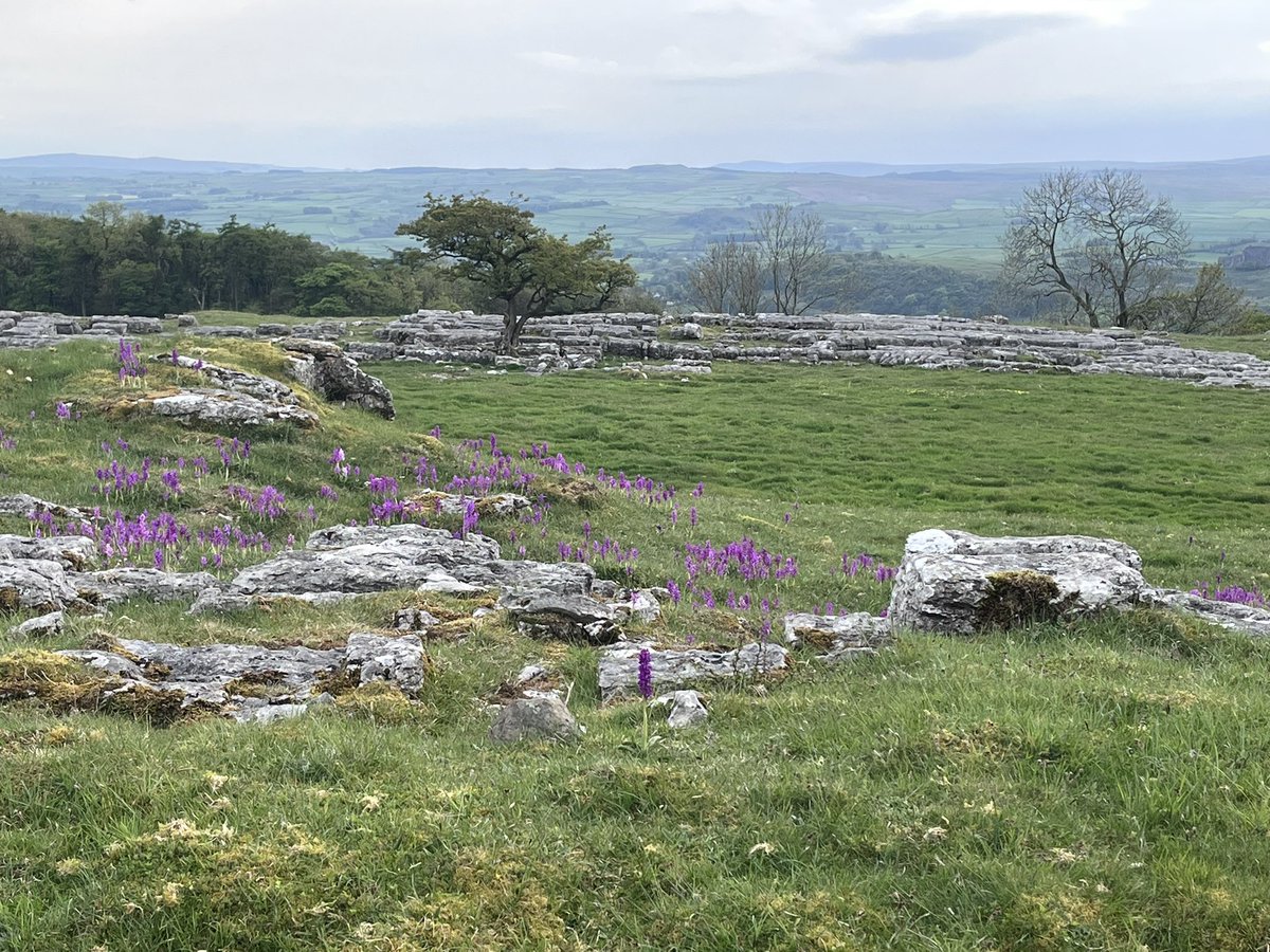 boabb_JEL's tweet photo. ‘Up n down dale’ Making the most of the evening light and May flowers #orchids #limestonepavement #YorkshireDales #postworkrun https://t.co/LqckHfcul6