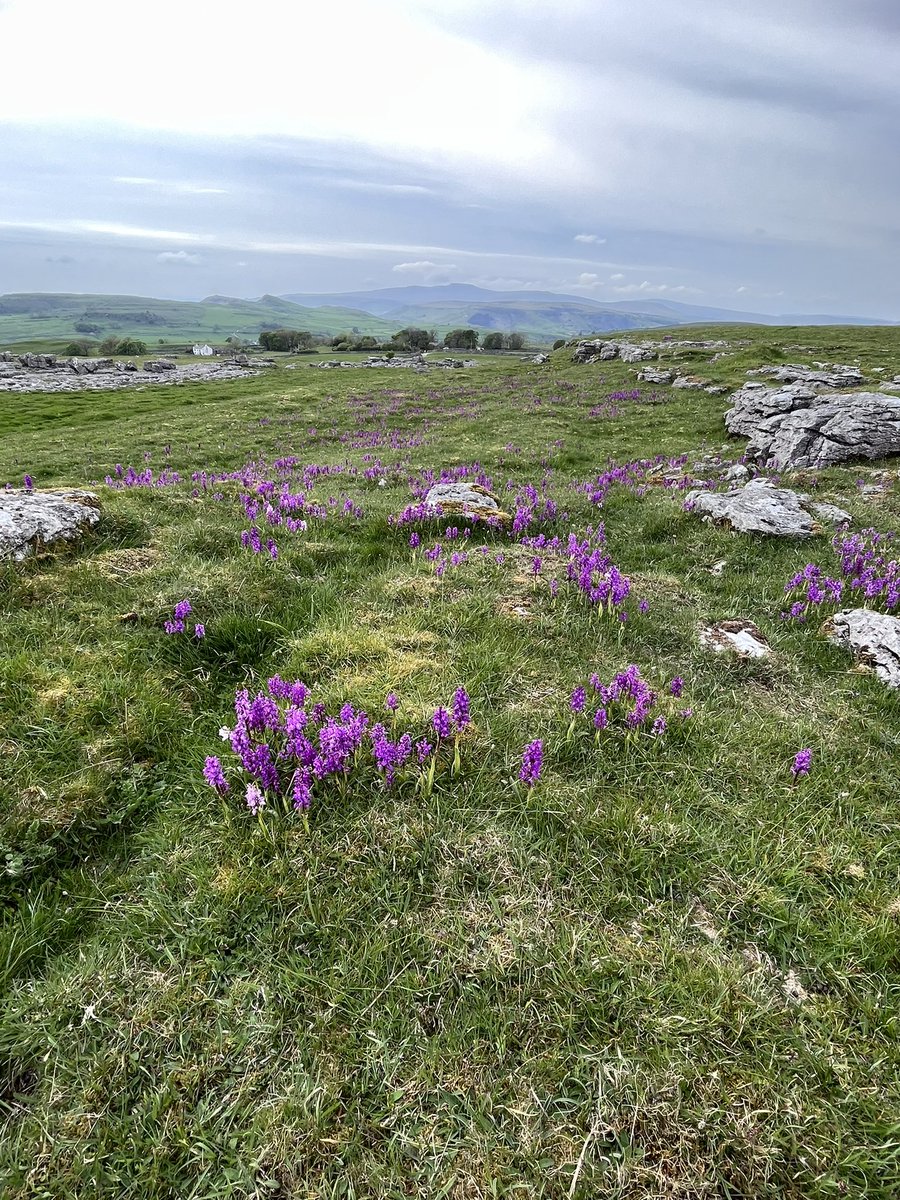 boabb_JEL's tweet photo. ‘Up n down dale’ Making the most of the evening light and May flowers #orchids #limestonepavement #YorkshireDales #postworkrun https://t.co/LqckHfcul6