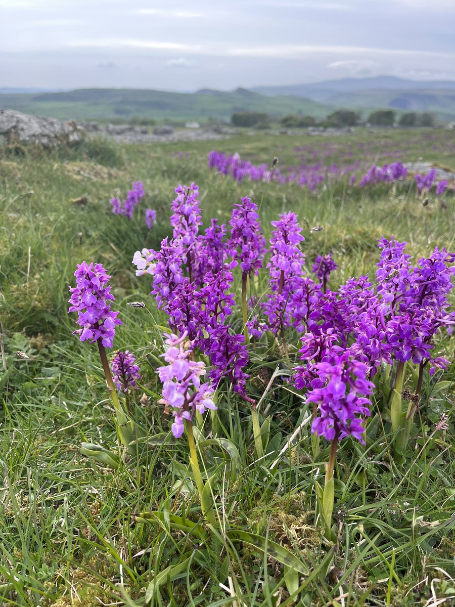 boabb_JEL's tweet photo. ‘Up n down dale’ Making the most of the evening light and May flowers #orchids #limestonepavement #YorkshireDales #postworkrun https://t.co/LqckHfcul6