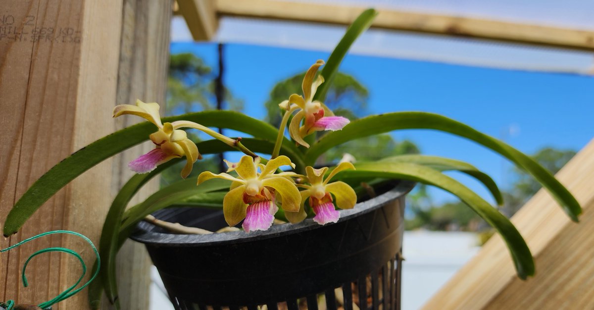 ConnieYurkus's tweet photo. @motesorchids #Vandachostylis 'Motes Quantum' surprised me. It's a lovely little thing. It made it to full bloom before I saw it even had a spike. #MotesOrchids #flowers https://t.co/XQhn46gDH2